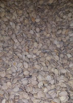 تخمه هندوانه کلاله فله